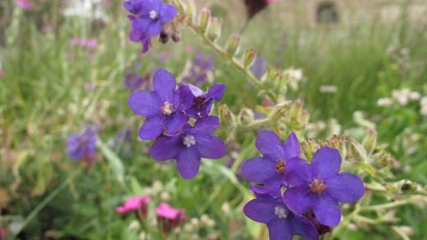 A l’image d’Osmie, dans le Massif Central, 61 producteurs peuvent aujourd’hui utiliser la marque Végétal Local. Neuf nouveaux arrivants viennent d’être intronisés. ©Osmie